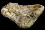 Partial Hadrosaur (Edmontosaurus) Tibia - South Dakota #113066-1